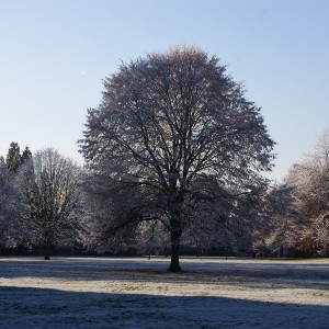A rather noble looking tree in our local park, shrouded in ice.